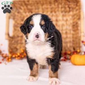 Ria, Bernese Mountain Dog Puppy